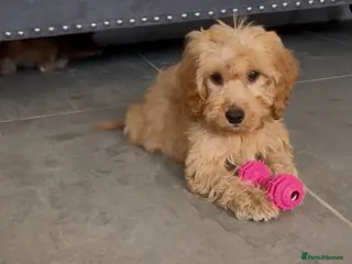 Cockapoo dogs Cockapoo - Advert 9