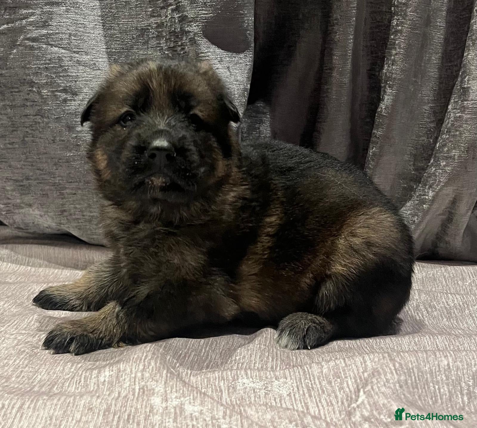 German Shepherd dogs German shepherd pups  - Advert 1