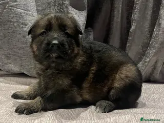 German Shepherd dogs German shepherd pups - Advert 1