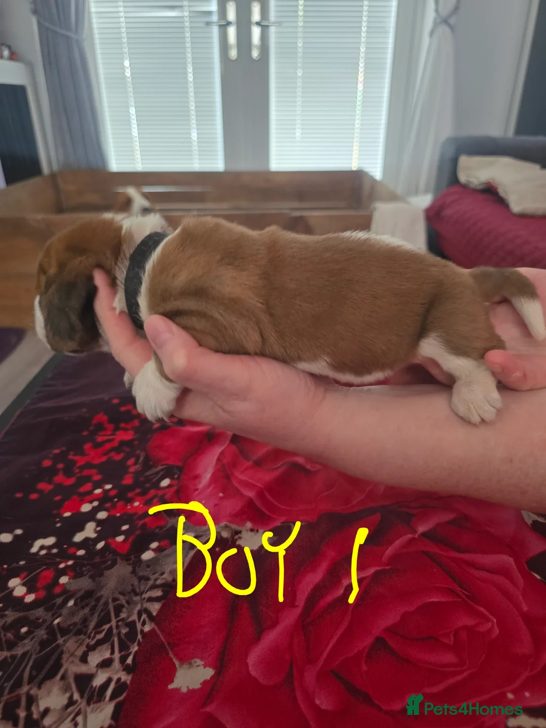 Basset Hound dogs for sale: Basset hound pups kc reg.European lines - Advert 21