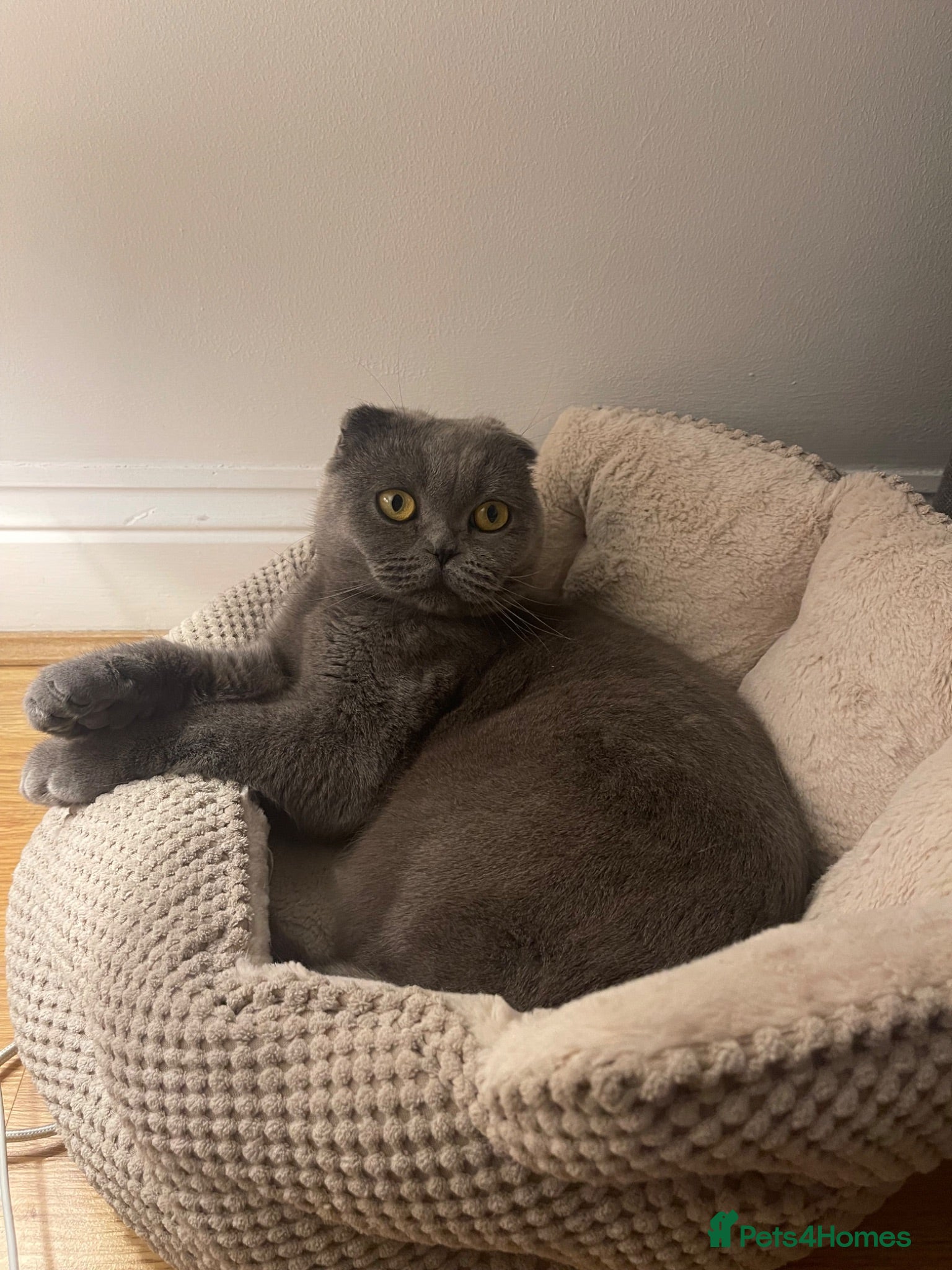 British Shorthair cats Very beautiful cats - Advert 15