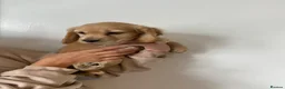 Cocker Spaniel dogs for sale: Working cocker spaniel puppies  - Advert 19