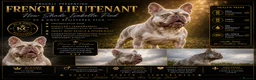 French Bulldog dogs for stud: ⭐️KCREG 4 PANEL CLEAR NEW SHADE ISABELLA PIED STUD - Advert 3