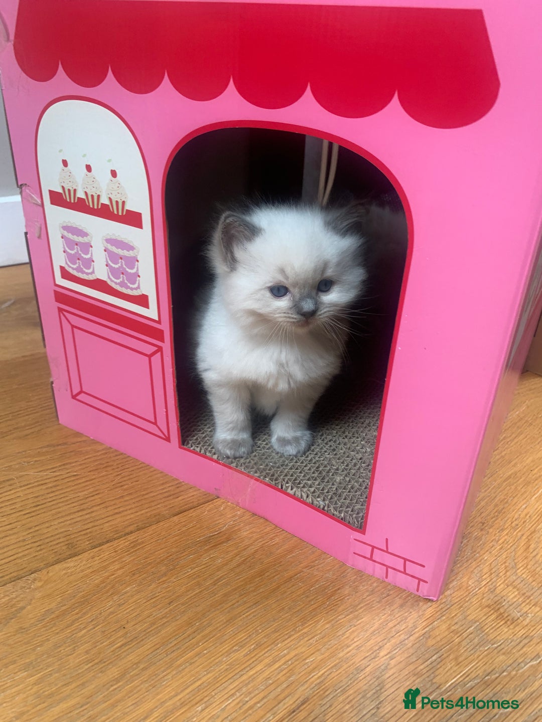 Ragdoll cats for sale: Beautiful Ragdoll kittens looking 4 loving home - Advert 6