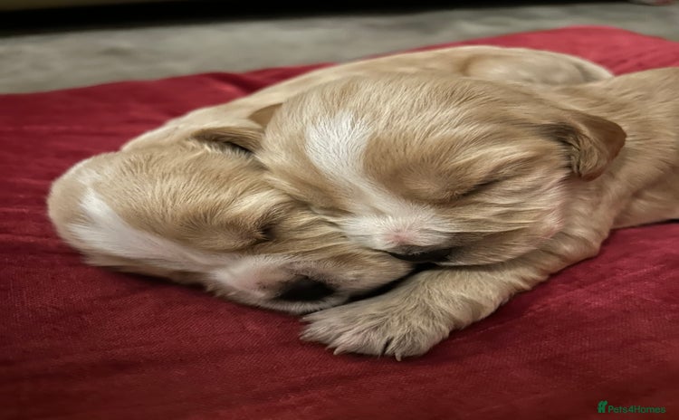 Cocker Spaniel dogs - Advert 5