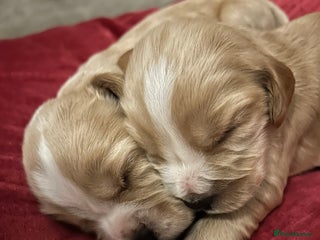 Cocker Spaniel dogs - Advert 30