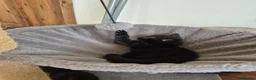 Mixed Breed cats for sale: 2 beautiful Kittens  - Advert 2