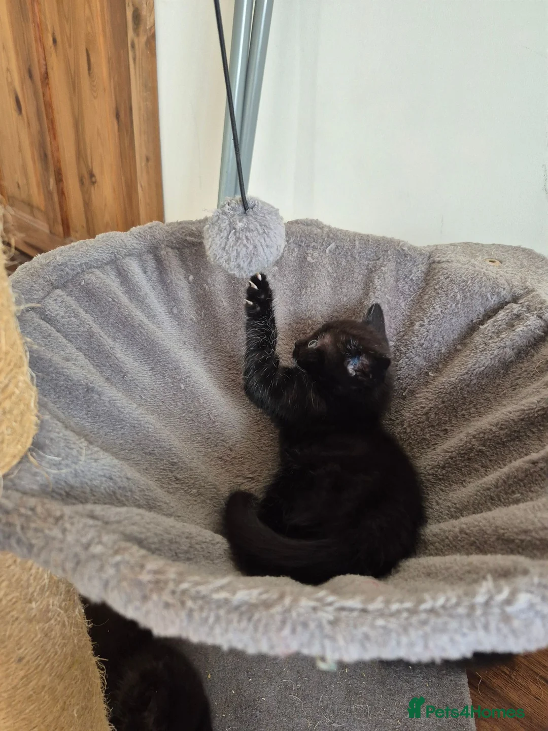 Mixed Breed cats for sale: 2 beautiful Kittens  - Advert 2