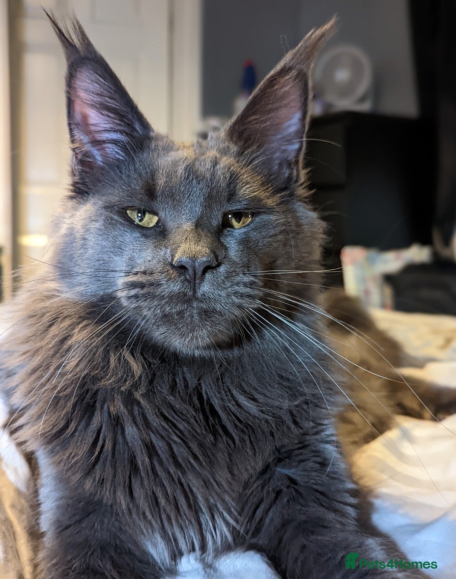 Maine Coon cats Tica Registered Maine coon Kittens  - Advert 2