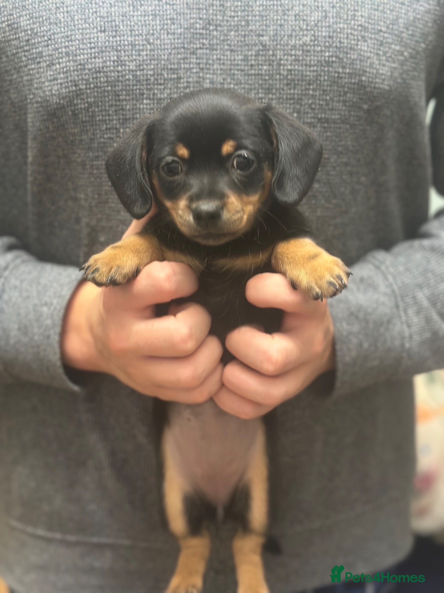 Mixed Breed dogs Adorable Dameranian puppy’s  - Advert 1