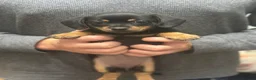 Mixed Breed dogs for sale: Adorable Dameranian puppy’s  - Advert 1