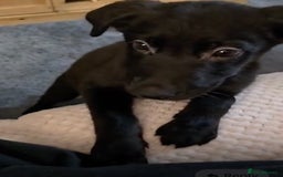 Mixed Breed dogs for sale: Milo mixed breed - Advert 5