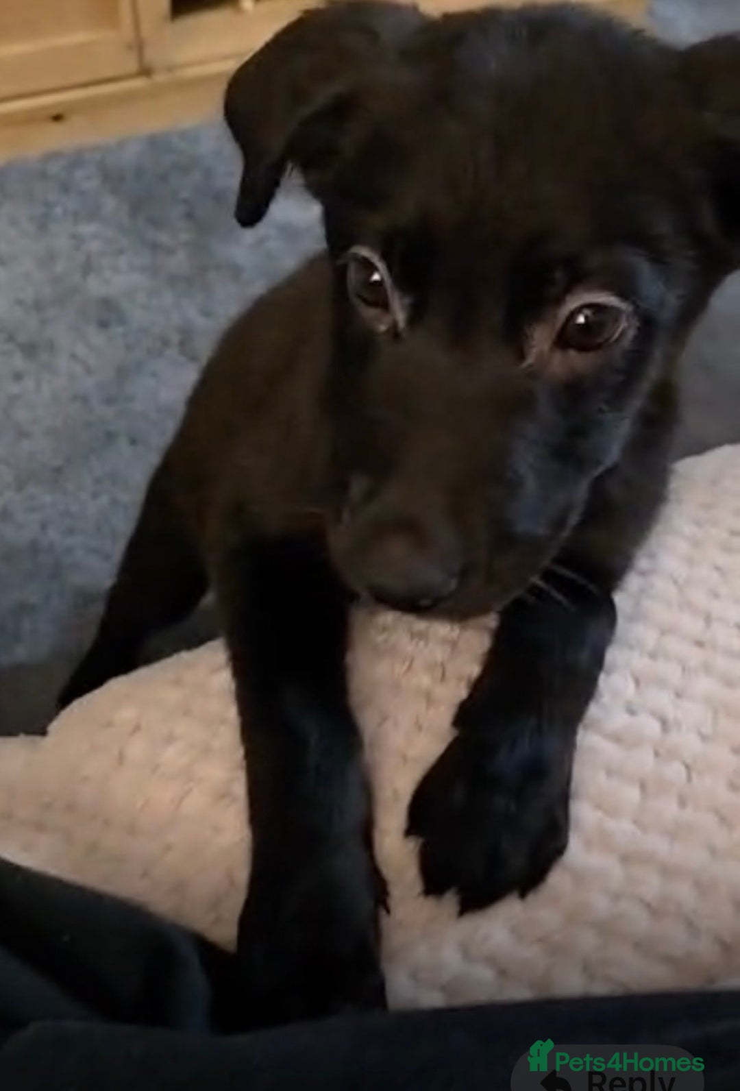 Mixed Breed dogs for sale: Milo mixed breed - Advert 5