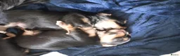 Yorkshire Terrier dogs for sale: Yorkshire terrier puppy in Edinburgh - Advert 9