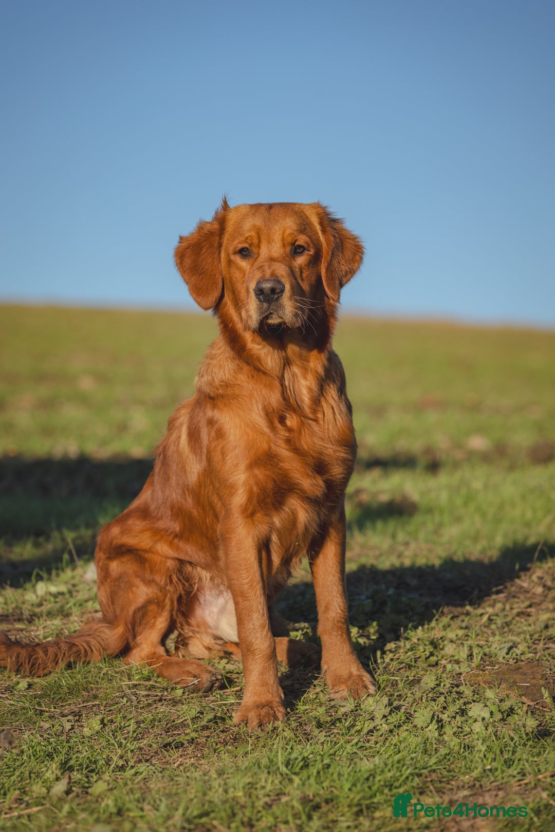 Golden Retriever dogs for stud: Gibson - Image 2