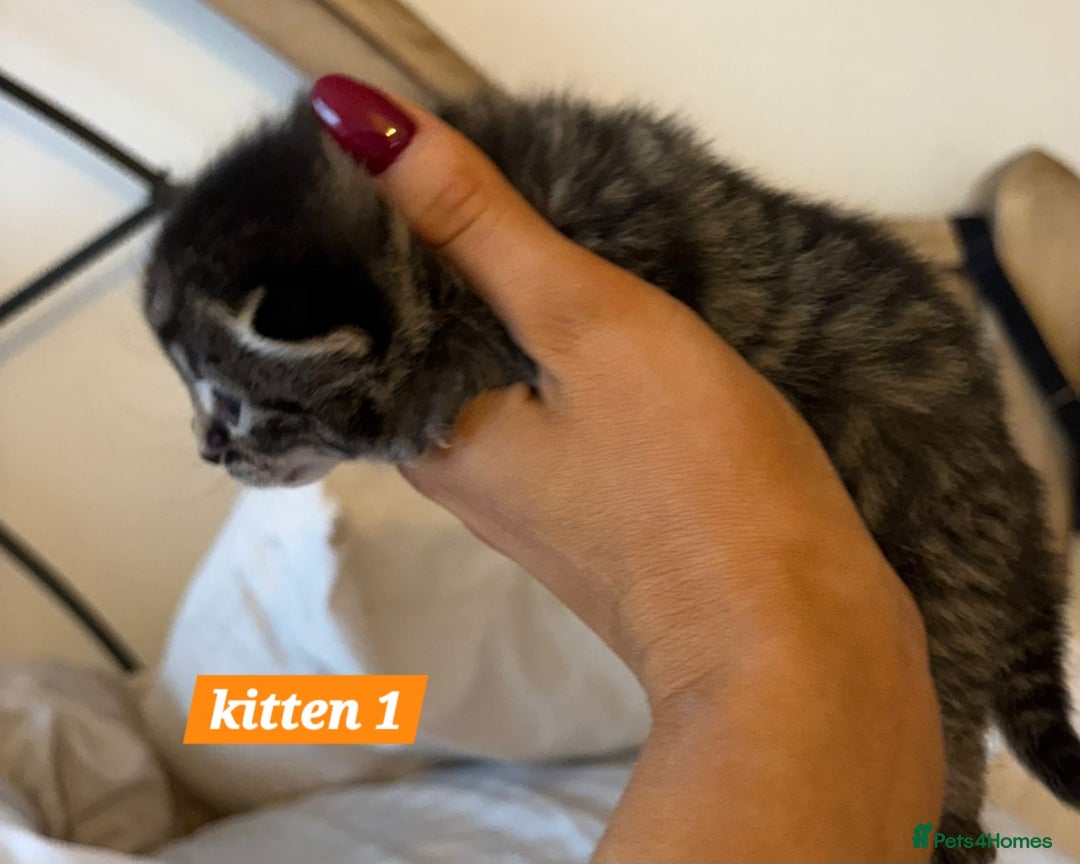 Scottish Fold cats for sale: Stunning Smoky Grey Kittens - Advert 6