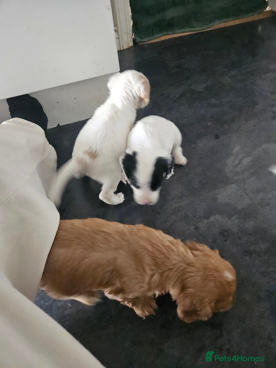 Cocker Spaniel dogs for sale: Beautiful cocker spaniel puppies - Image 17