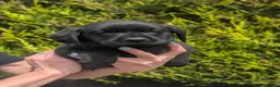 Labrador Retriever dogs for sale: KC Reg Labrador Puppies  in Bradford - Advert 12