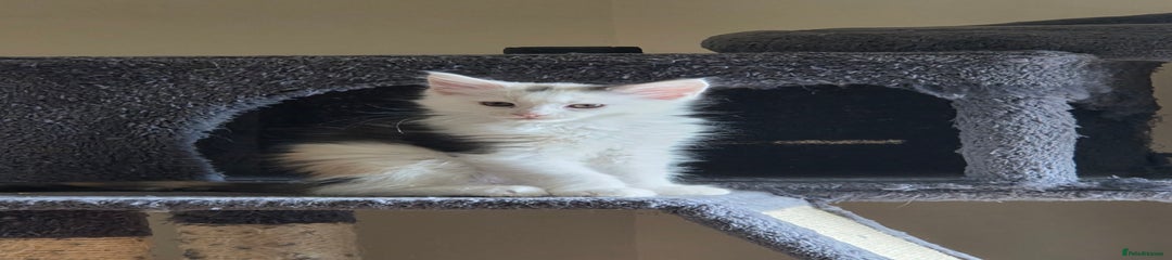 Calico 1