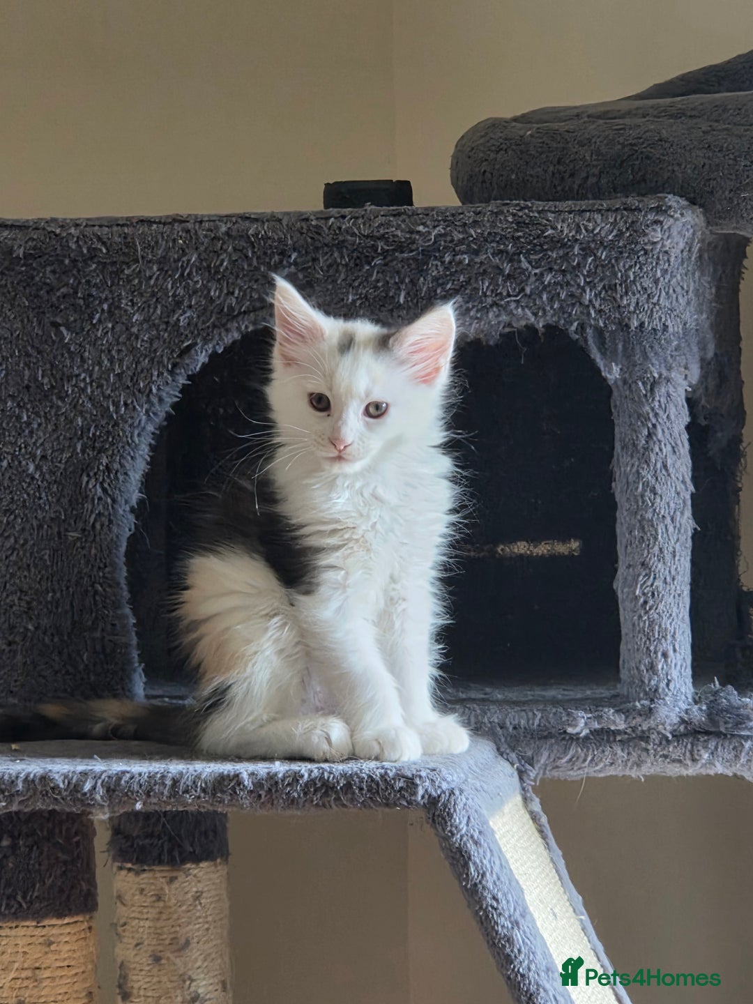 Maine Coon cats for sale: Variety of Maine coon kittens - Image 33
