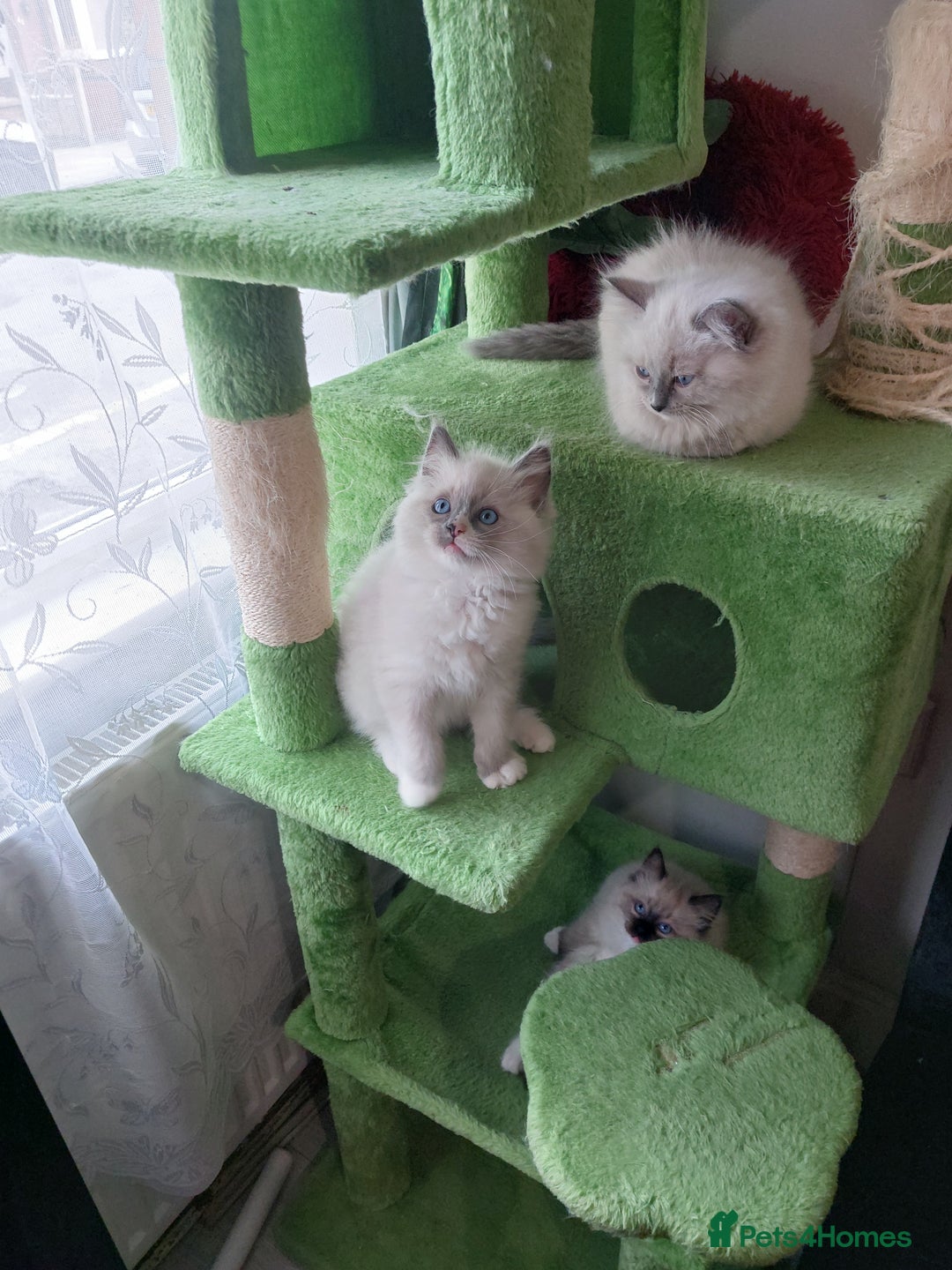 Ragdoll cats for sale: The most beautiful and adorable Ragdoll kittens  - Image 40