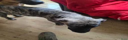 Presa Canario dogs for sale: Presa canario  - Advert 4