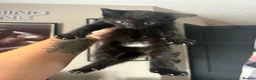 Mixed Breed cats for sale: Cute Black Kittens  - Advert 4