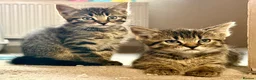 Mixed Breed cats for sale: Gorgeous kittens, 1 grey girl, 2 tabby boys - Advert 4