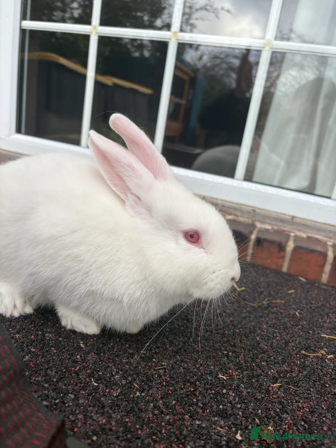 New Zealand rabbits for sale: Young New Zealand buck (Zeus)  - Advert 3