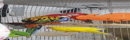 Parrots birds for sale: Stunning Parrots/Parakeets/Amazons  - Advert 29