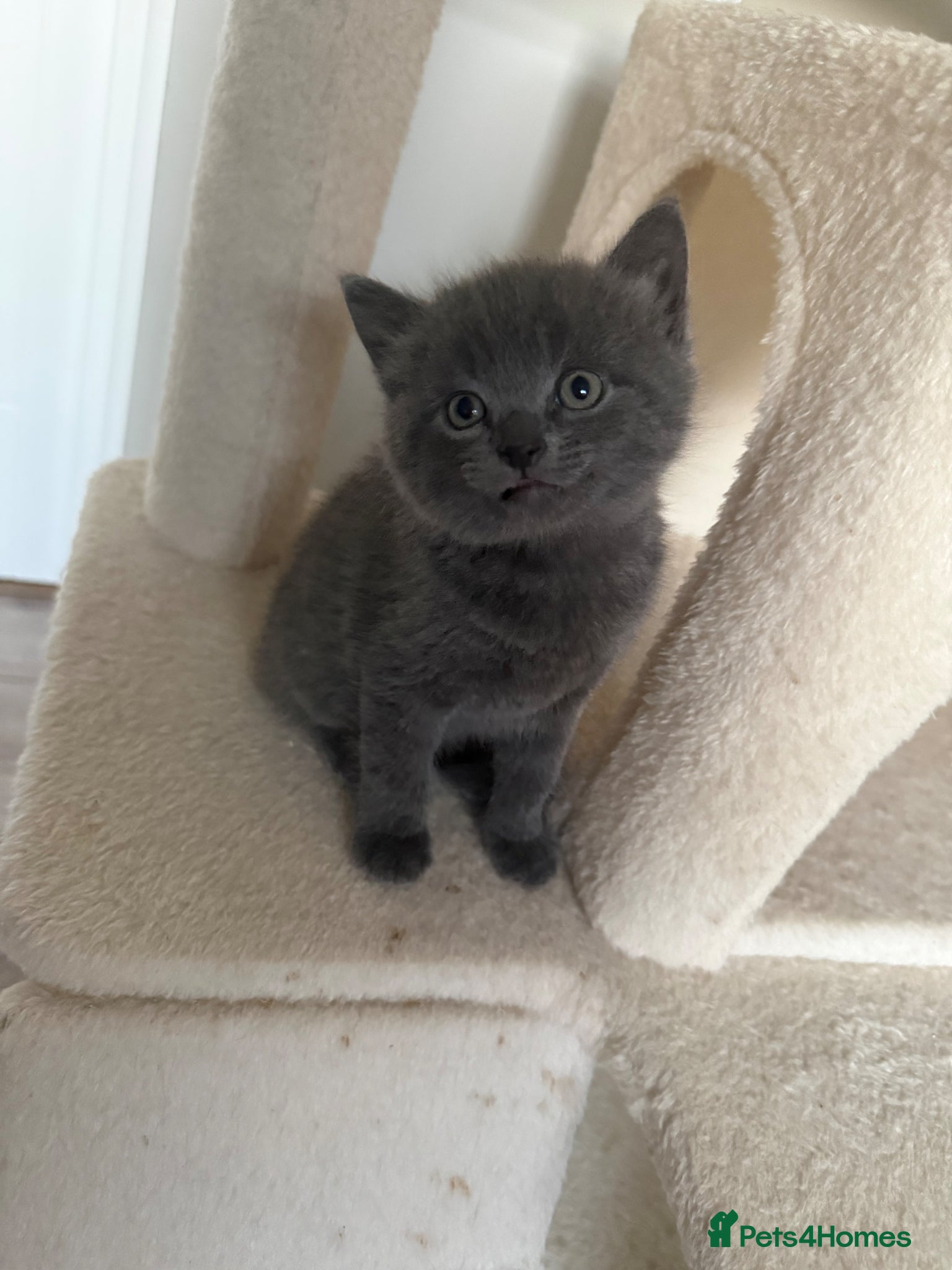 British Shorthair cats for sale: Beautiful mixed breed kittens  - Advert 1