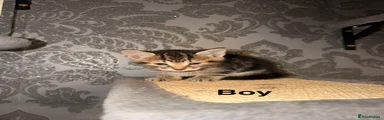 Boy