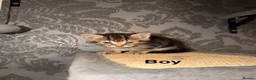 Mixed Breed cats for sale: 6 beautiful tabby kittens - Advert 6