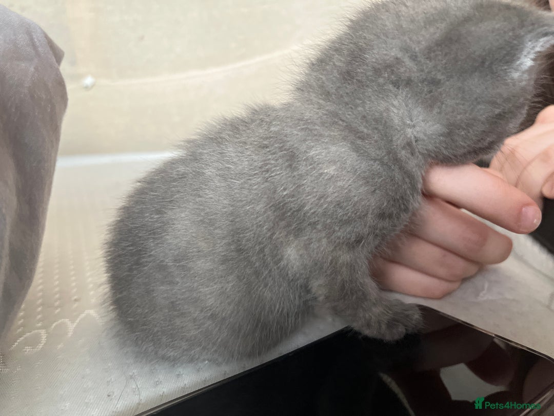 Mixed Breed cats for sale: Grey kittens  - Image 14