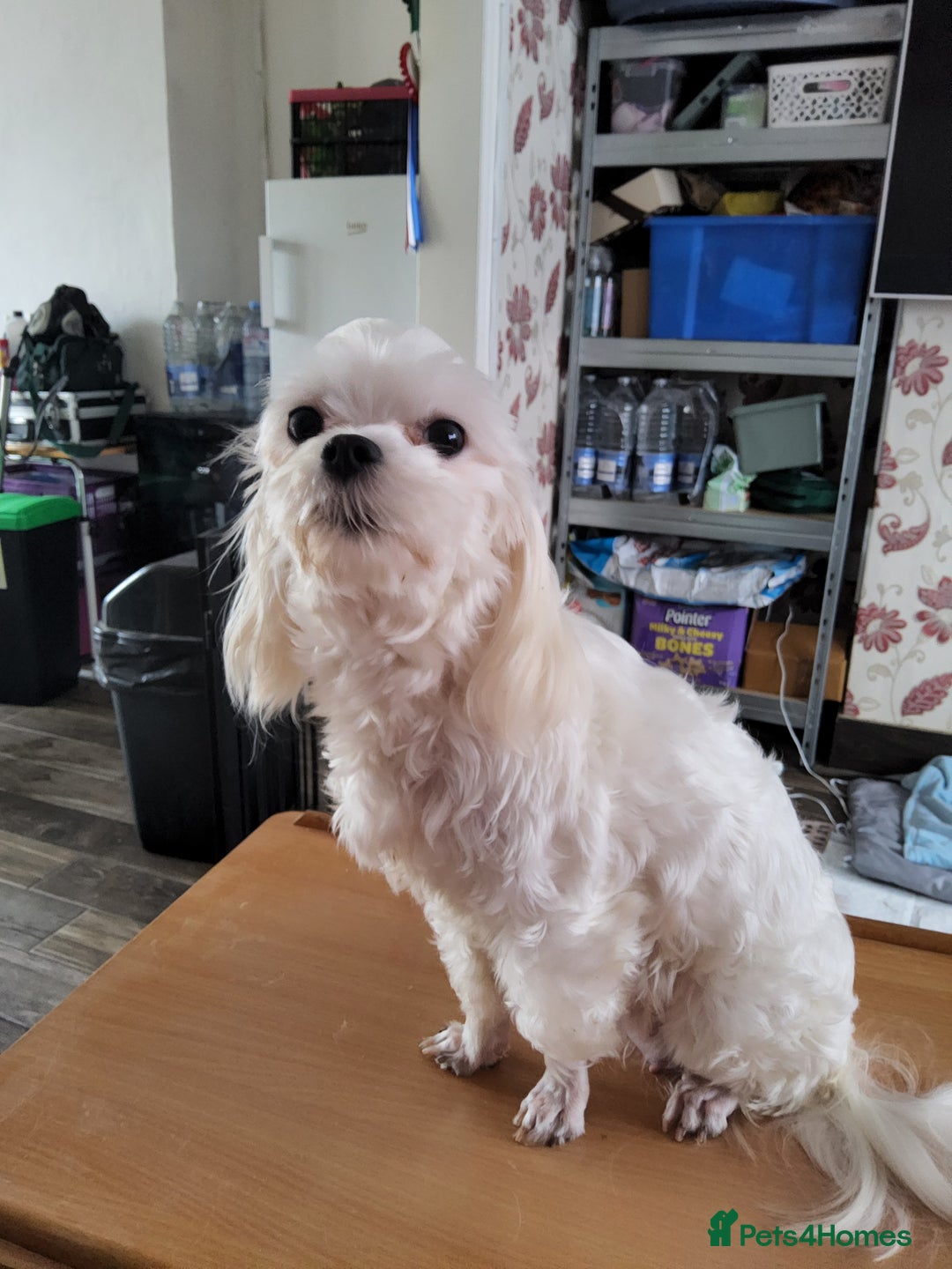 Maltese dogs for sale: 2 gorgeous Maltese boys - Advert 5