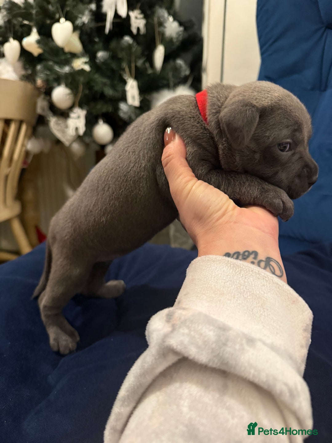 Staffordshire Bull Terrier dogs for sale: KC Registered Exceptional Blue Staffies - Advert 27