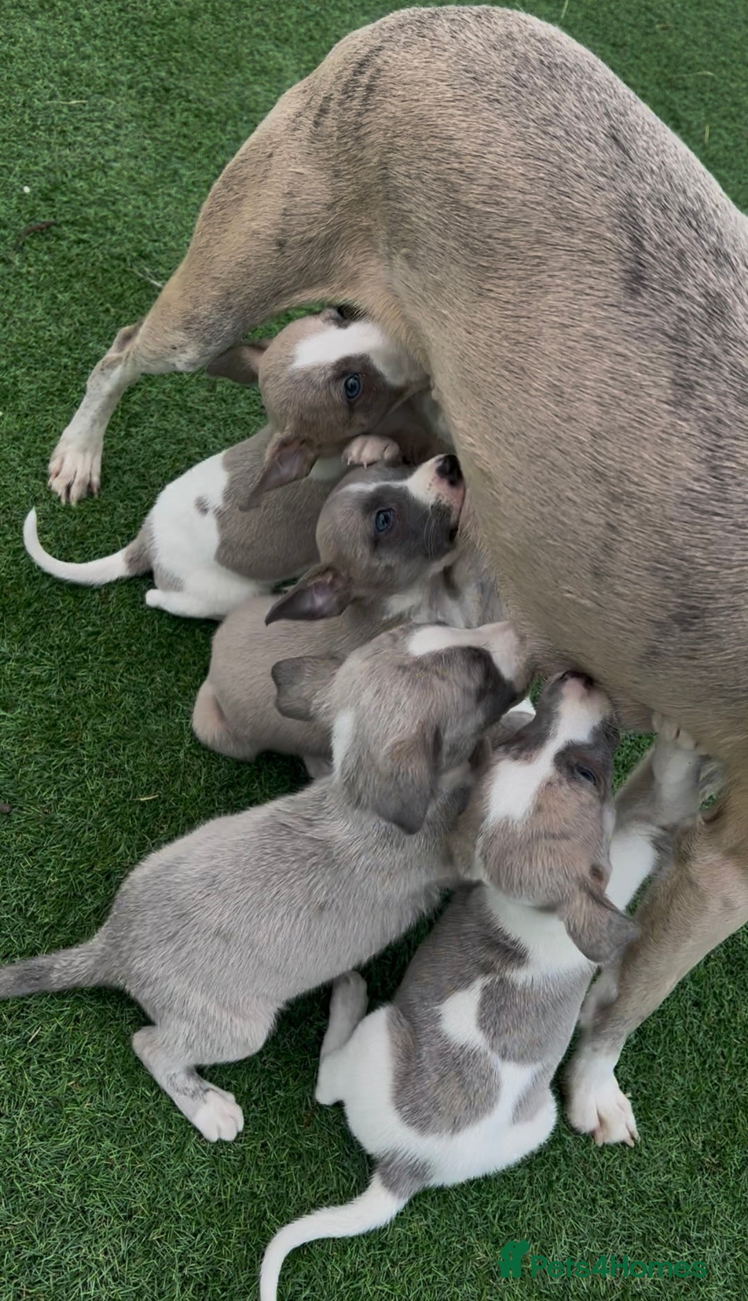 Whippet dogs for sale: Beautiful whippets looking for there forever homes - Advert 1