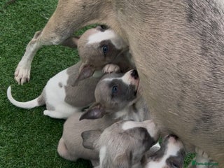 Whippet dogs Beautiful whippets looking for there forever homes - Advert 6