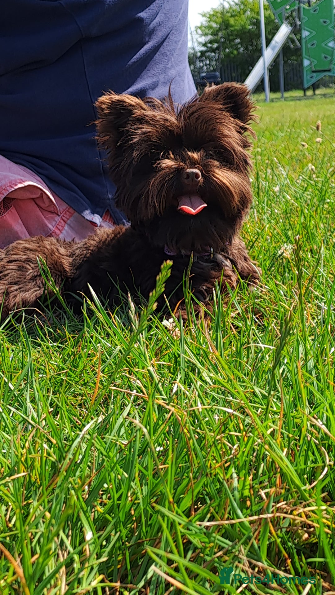 Yorkshire Terrier dogs for stud: Yorkshire Terrier stud - Image 2