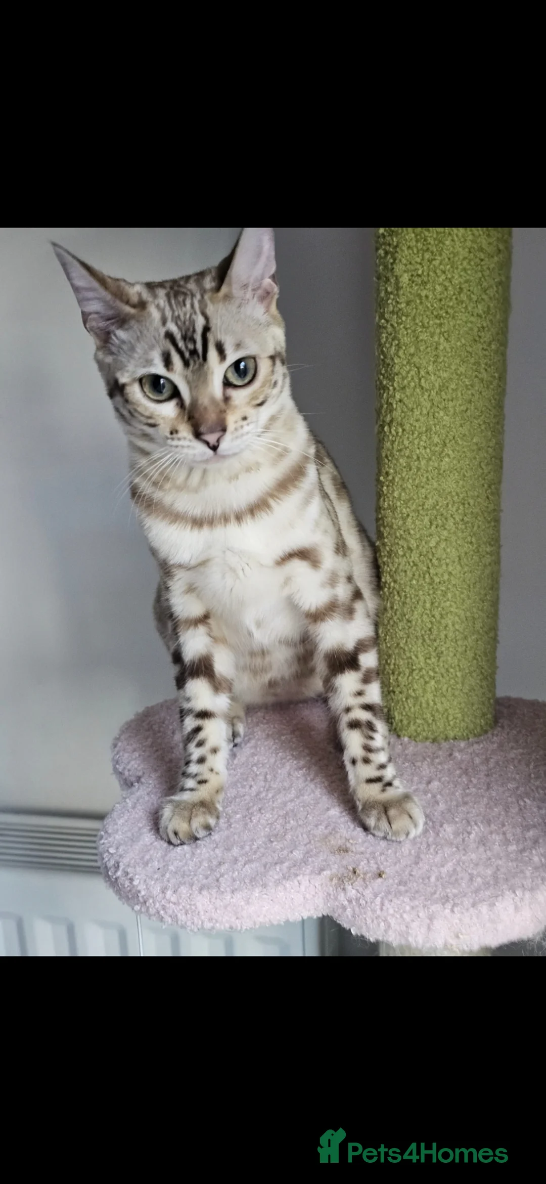 Bengal cats for sale: Mink bengal - Advert 2