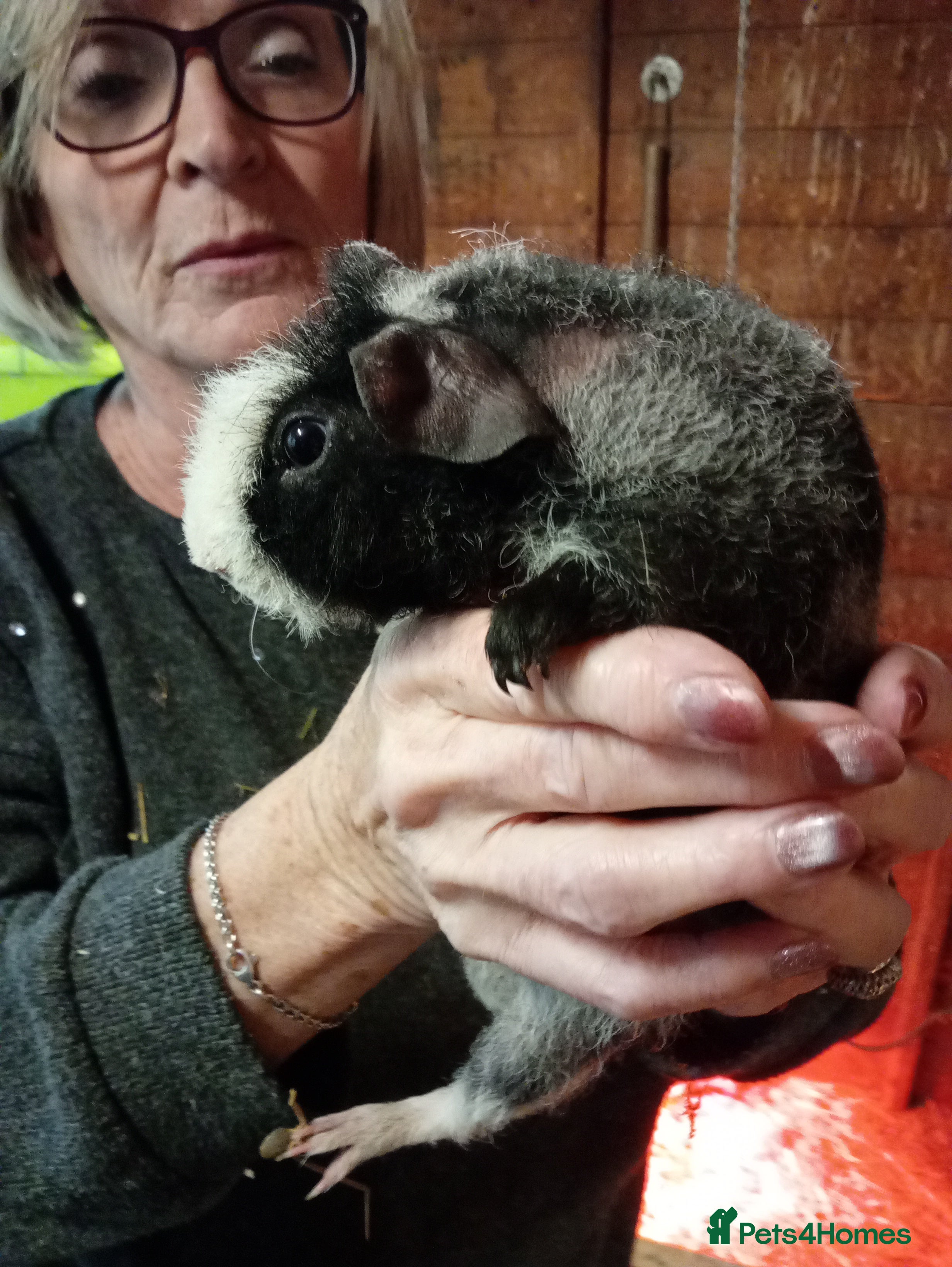 Guinea Pig rodents Baby Skinny Pigs  - Advert 1