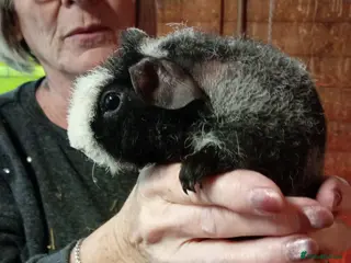 Guinea Pig rodents Baby Skinny Pigs - Advert 1