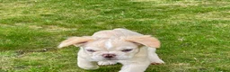 French Bulldog dogs for sale: Ready NOW Adorable Fluffy French Bulldog Puppies - Advert 6