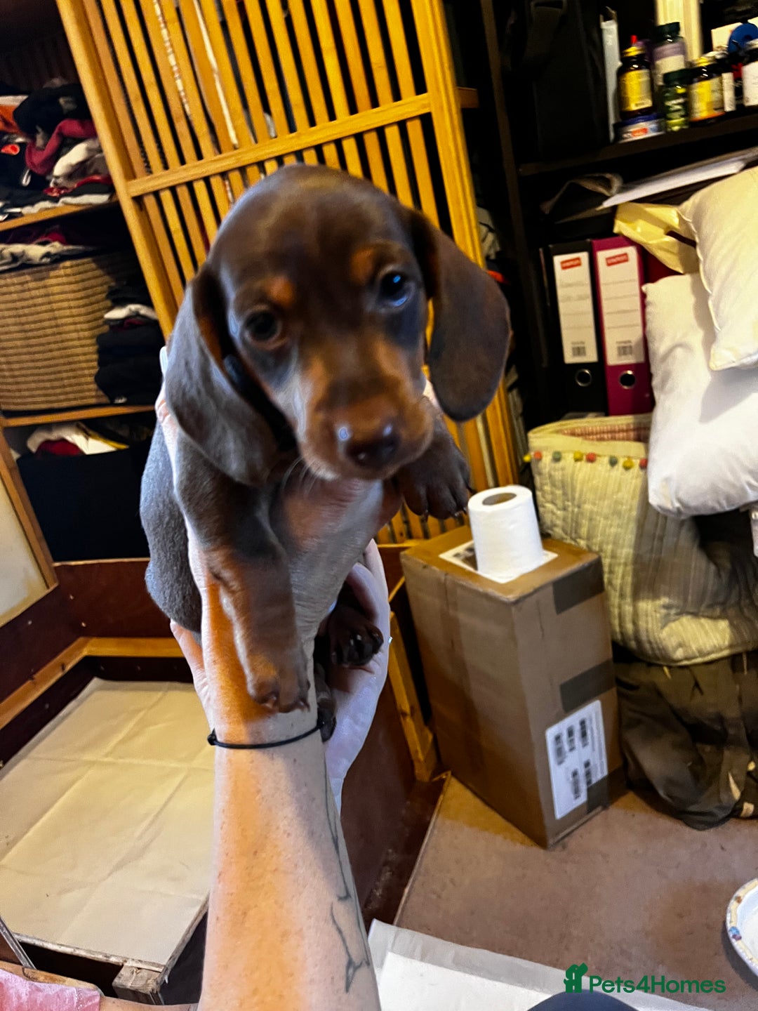 Miniature Dachshund dogs for sale: Gorgeous Miniature Daschund Puppies  - Image 4