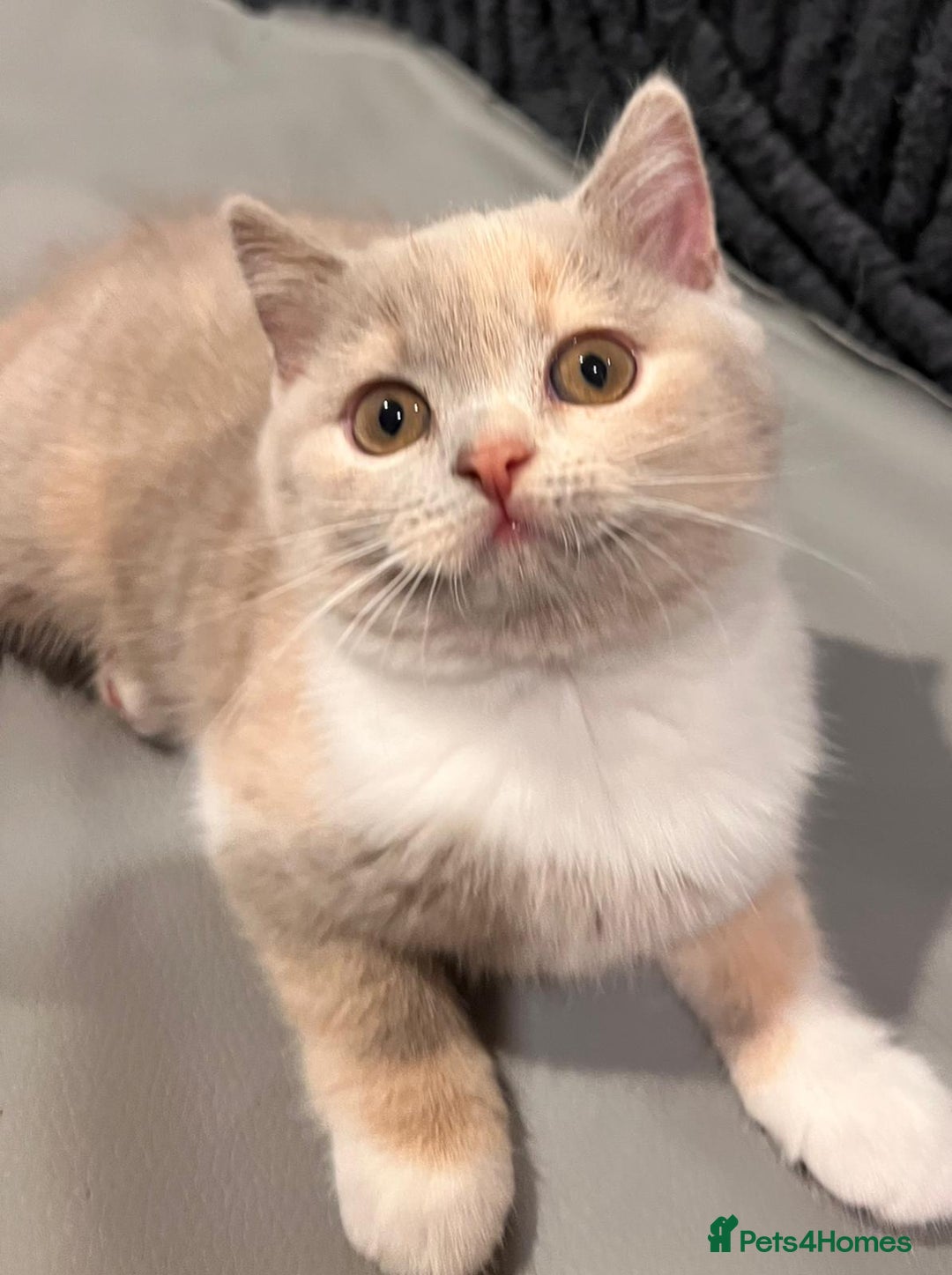 British Shorthair cats for sale: GCCF Registered Championship Line BSH Kittens - Advert 23