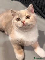 British Shorthair cats - Advert 15