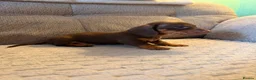 Miniature Dachshund dogs for sale: Male Miniature Dachshunds for sale in Wednesbury - Advert 3