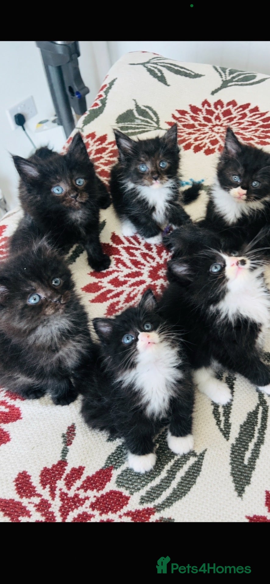 Maine Coon cats 🐾 Fluffy pure Maine coon dad is xxl registered 🐾 - Advert 5
