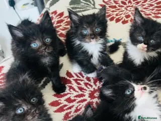 Maine Coon cats 🐾 Fluffy pure Maine coon dad is xxl registered 🐾 - Advert 2