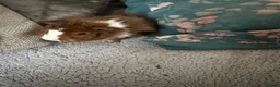 Guinea Pig rodents for sale: Guinea pigs for sale - Advert 1